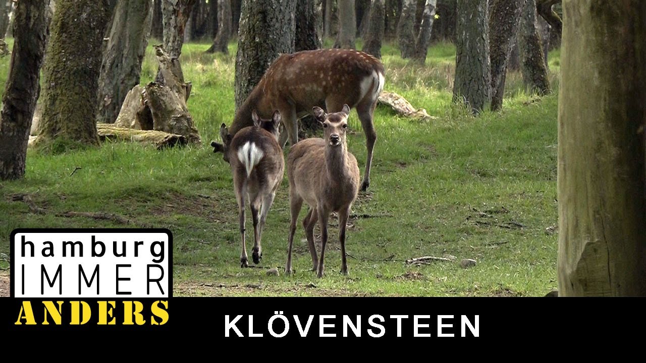 Wildgehege Klövensteen - Hamburg immer anders!