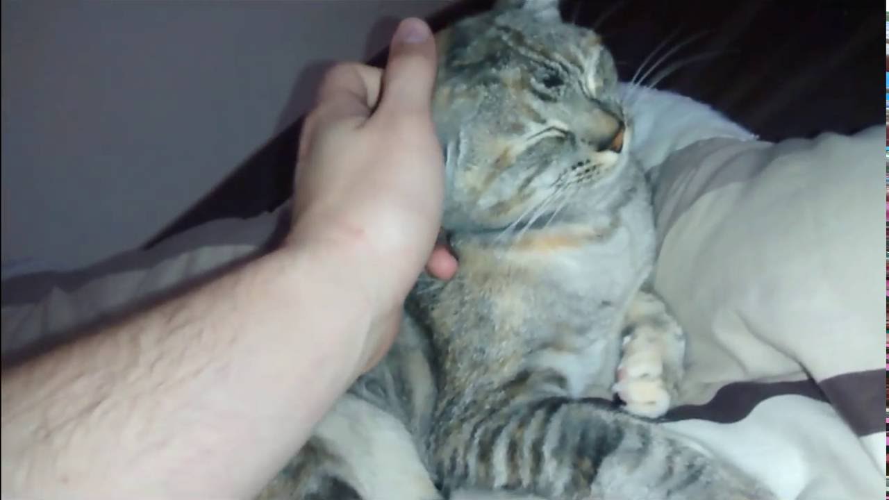 Virtual Youtube Pet Cat, you choose what to do! - Scratch head with left hand