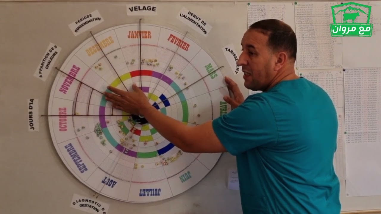 تدبير التناسل عند الأبقار. Planning Circulaire Bovin