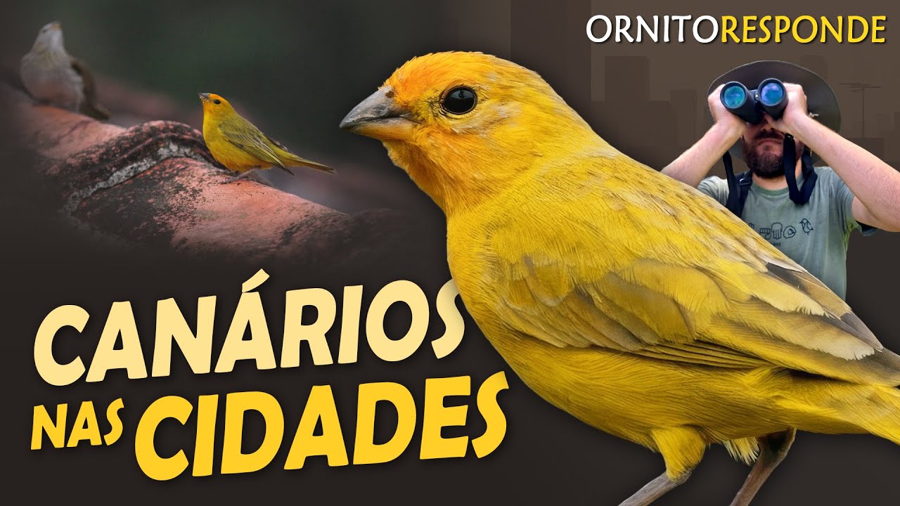 CANÁRIOS estão MAIS COMUNS nas Cidades? Ornitólogo Responde 74