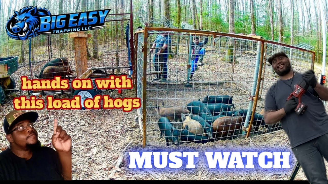 🔥(TRAPPING HOGS)🔥 I CAUGHT HOGS AND A FAN SHOWED UP TO HELP FEED SOME FAMILIES      (MUST WATCH)