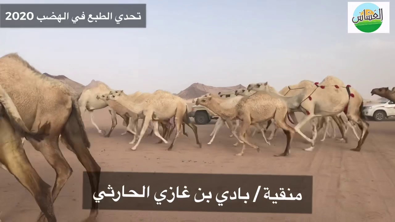 تحدي الطبع في الهضب  منقية / بادي بن غازي الحارثي 2020