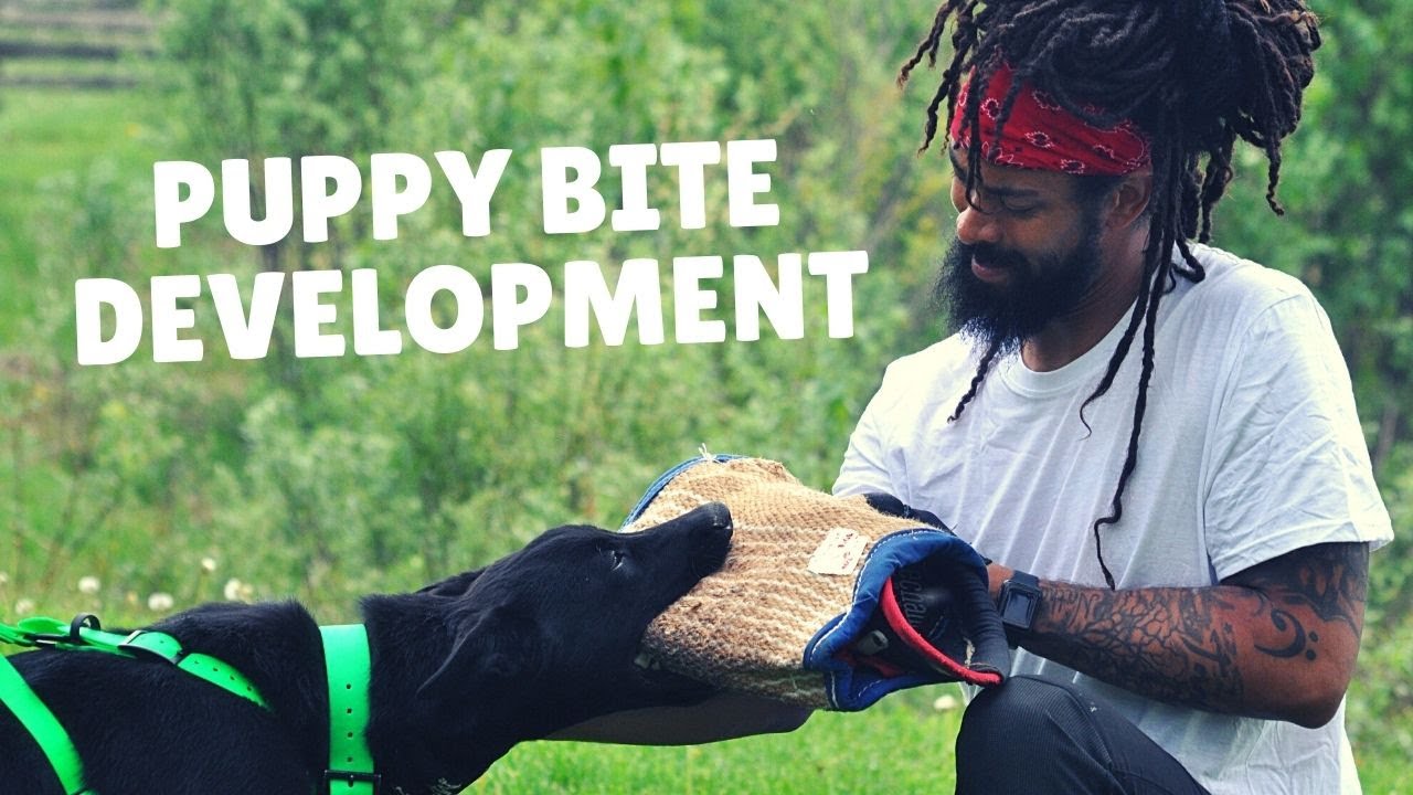 Как справиться с укусами щенков | Grassroots K9