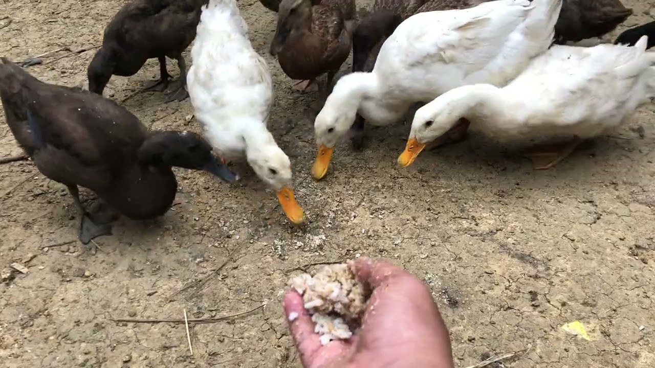 Makanan bebek supaya cepat besar ini kombinasinya 