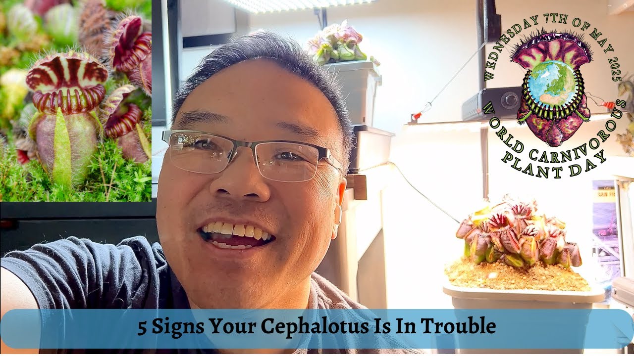 5 Signs Your Cephalotus Is In Trouble