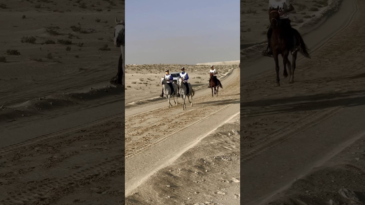 Dubai endurance #horse #horseriding #horsebackriding #riding #horseridinglessons #horselover