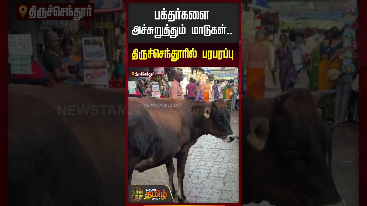 Thiruchendur Murugan Temple | பக்தர்களை அச்சுறுத்தும் மாடுகள்... திருச்செந்தூரில் பரபரப்பு
