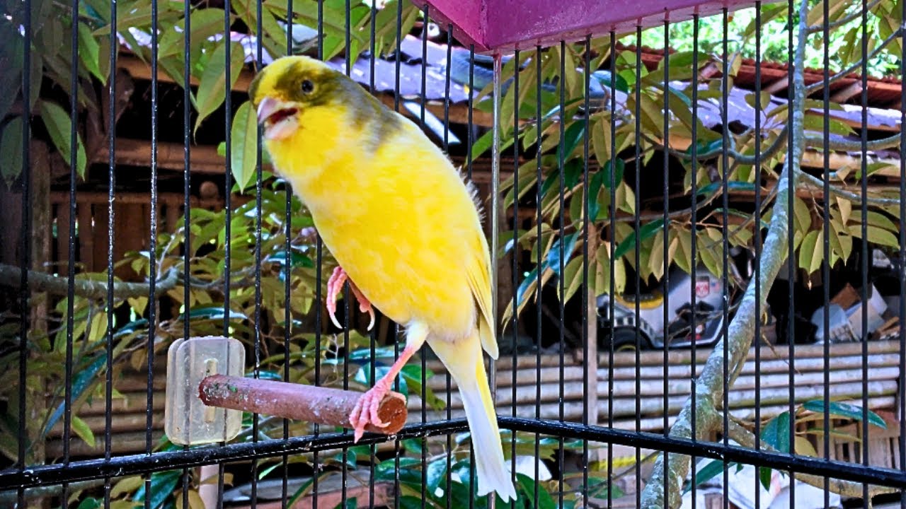 Belgian canary tempts all the canaries to sing - the most magical training