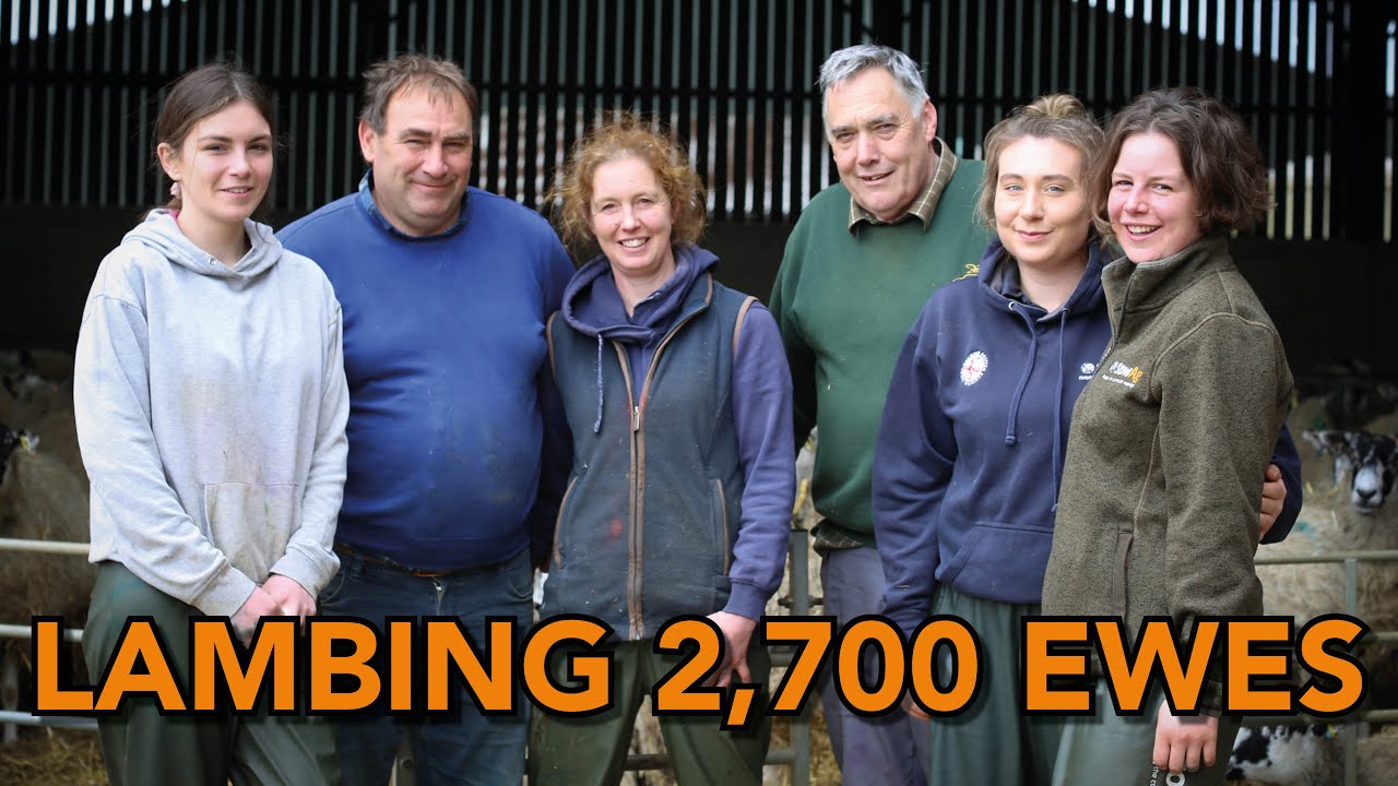 Alan Collett&rsquo;s step-by-step guide to lambing 2,700 ewes | Rearing lambs on 1,880 acres