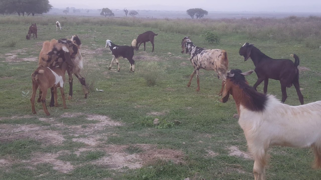 Bakra choti bakri ko cross kr raha hy. BIG beeder crossing small goat.