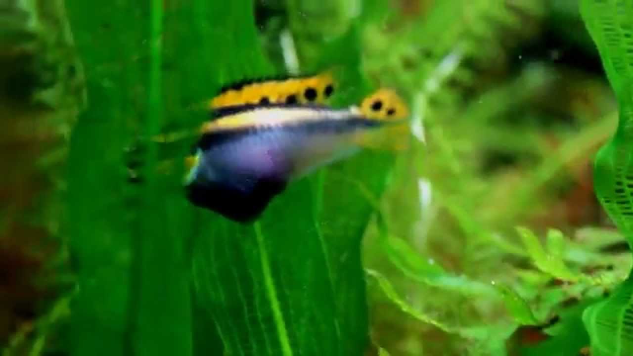 Pelvicachromis Taeniatus Nigeria Red