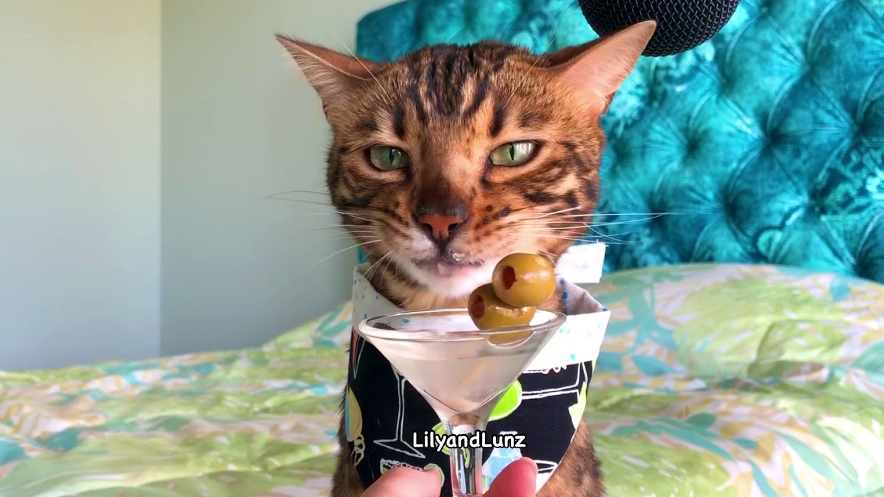 ASMR - CAT DRINKS TUNATINI