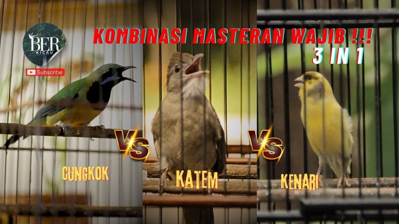 CUCAK CUNGKOK KAPAS TEMBAK KENARI || MASTERAN WAJIB 3 in 1 !!! DIJAMIN CEPAT MASUK #masteranjernih