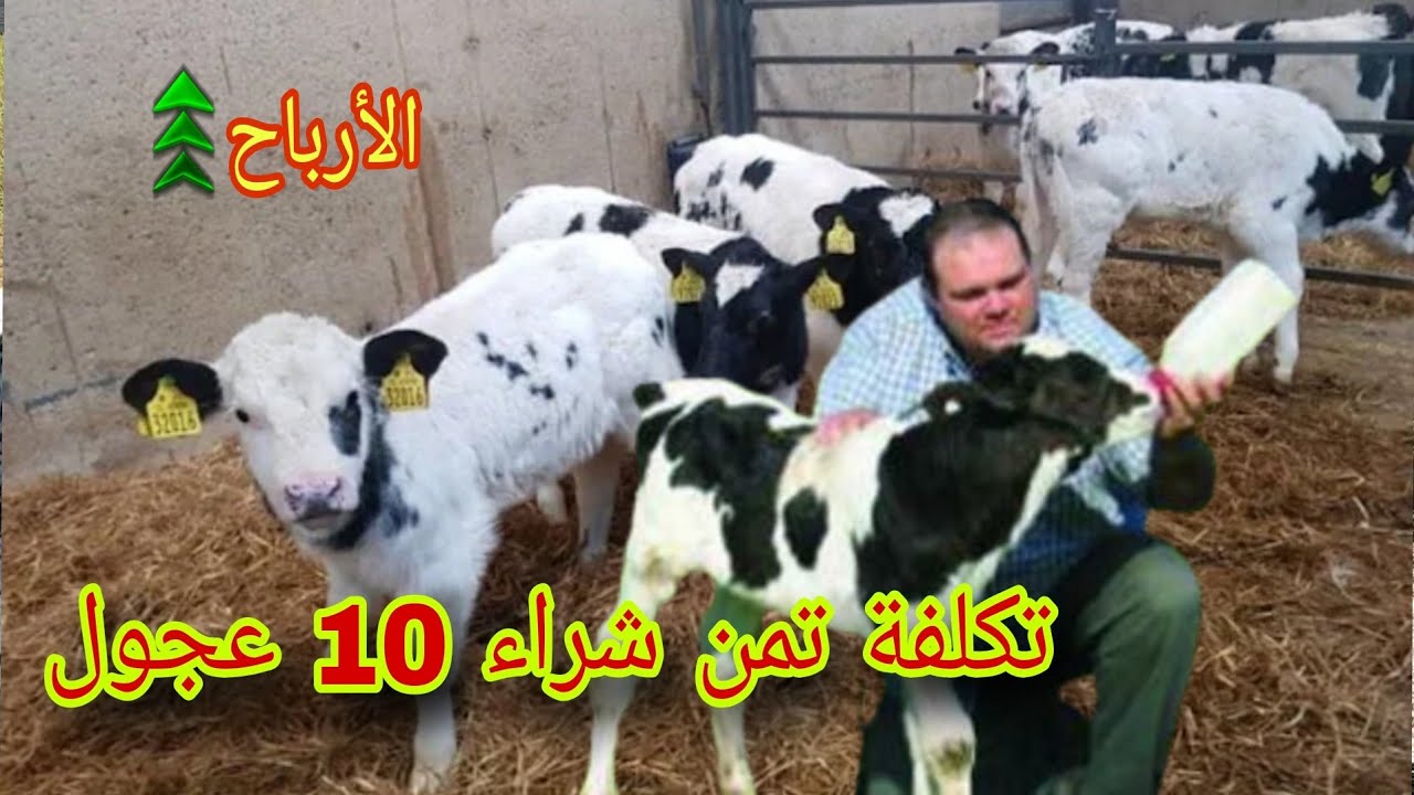 تكلفة المشروع شراء 10 عجول أوضاعك المادية ستتحسن بشكل سريع
