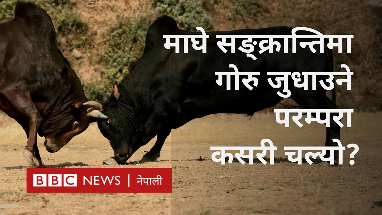 Bullfight Maghe Sankranti: माघे सङ्क्रान्तिमा गोरु जुधाउने परम्पराबारेको किंवदन्ती - BBC Nepali Sewa