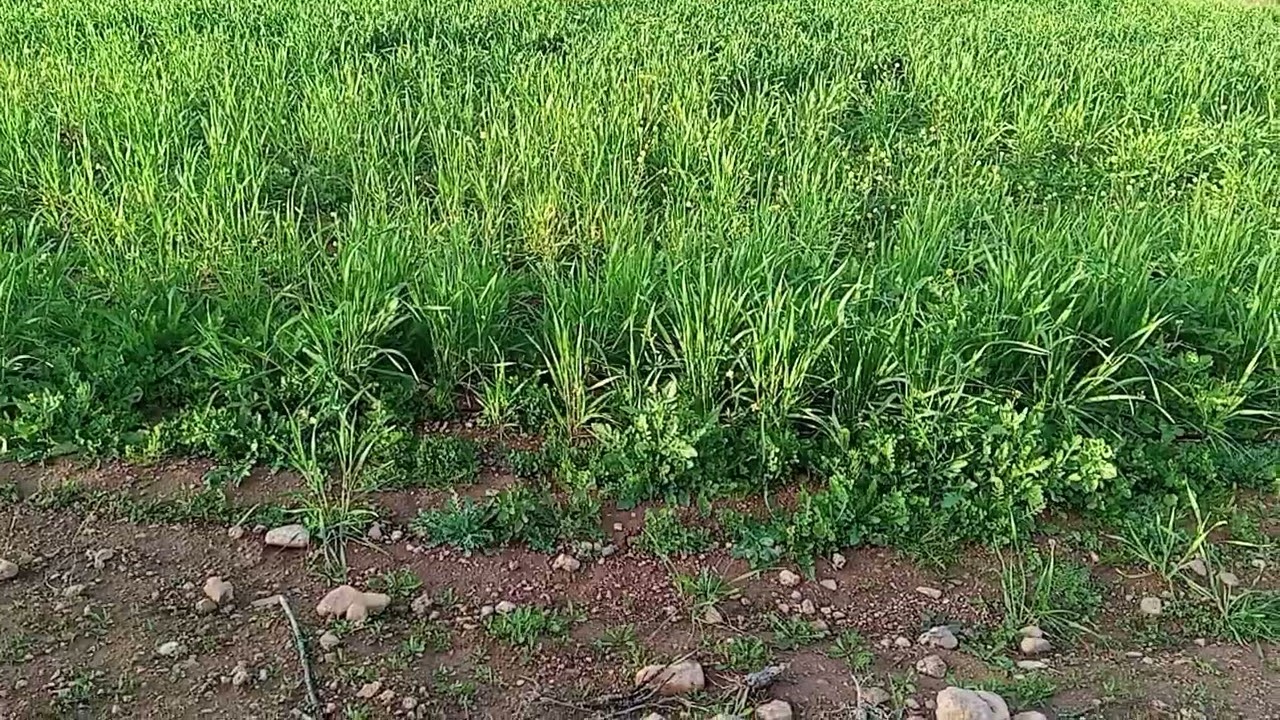 قصه جديده 