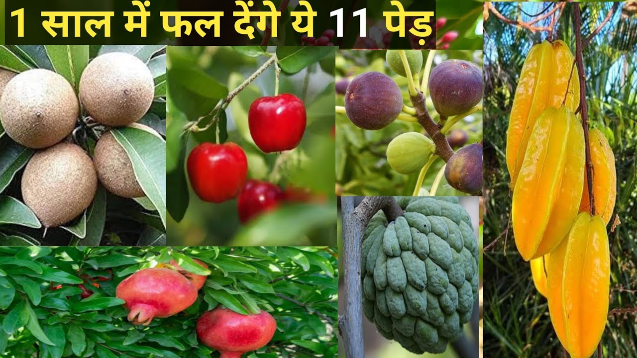 गमले में भी 1 साल में फल देंगे 11 फलदार पेड़ : 11 best fruiting plant
