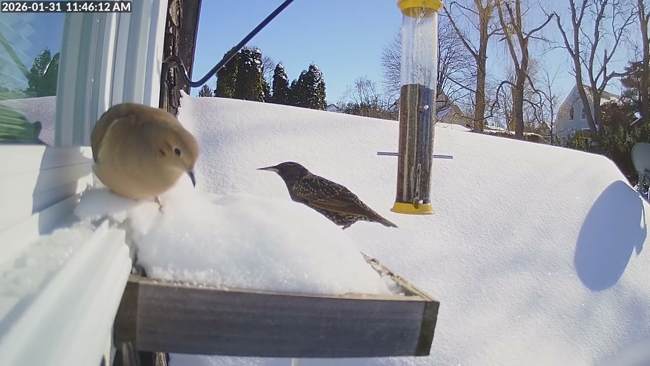 Daily Birdfeeder Highlight Reel (Saturday)