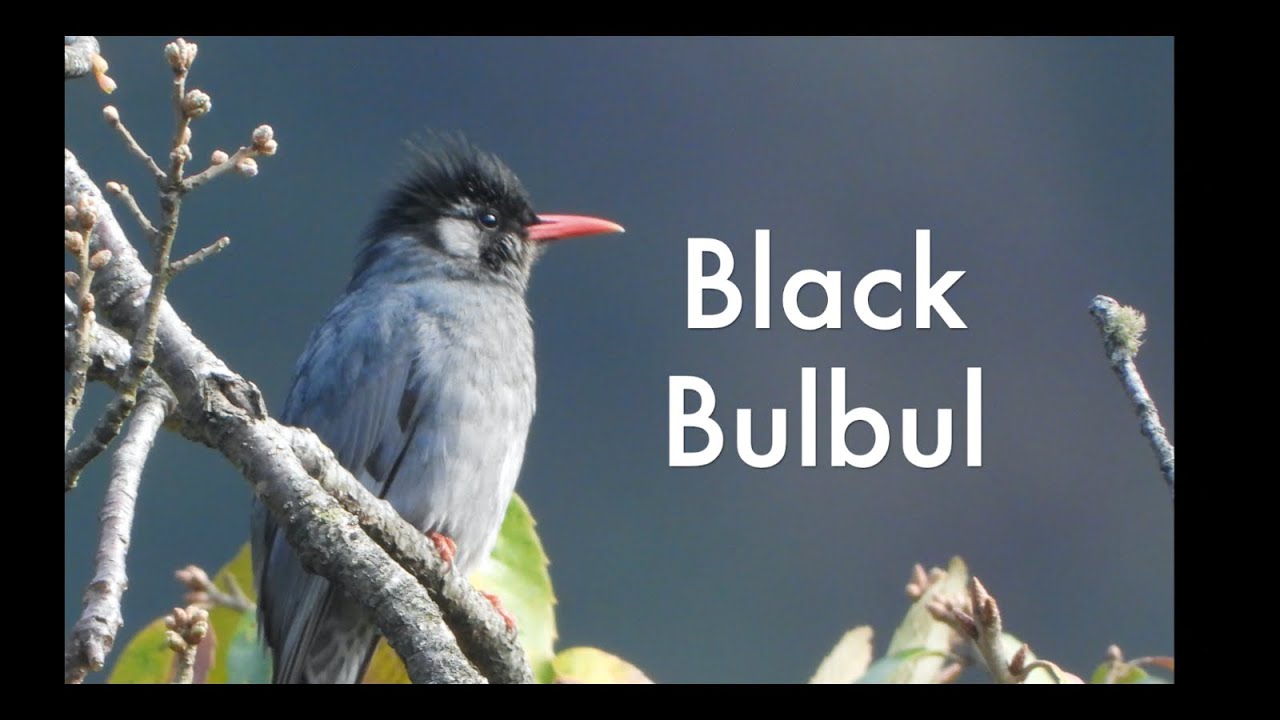 Black Bulbul & Its Call/Singing Secrets of the Black Bulbul/ Bird Calls