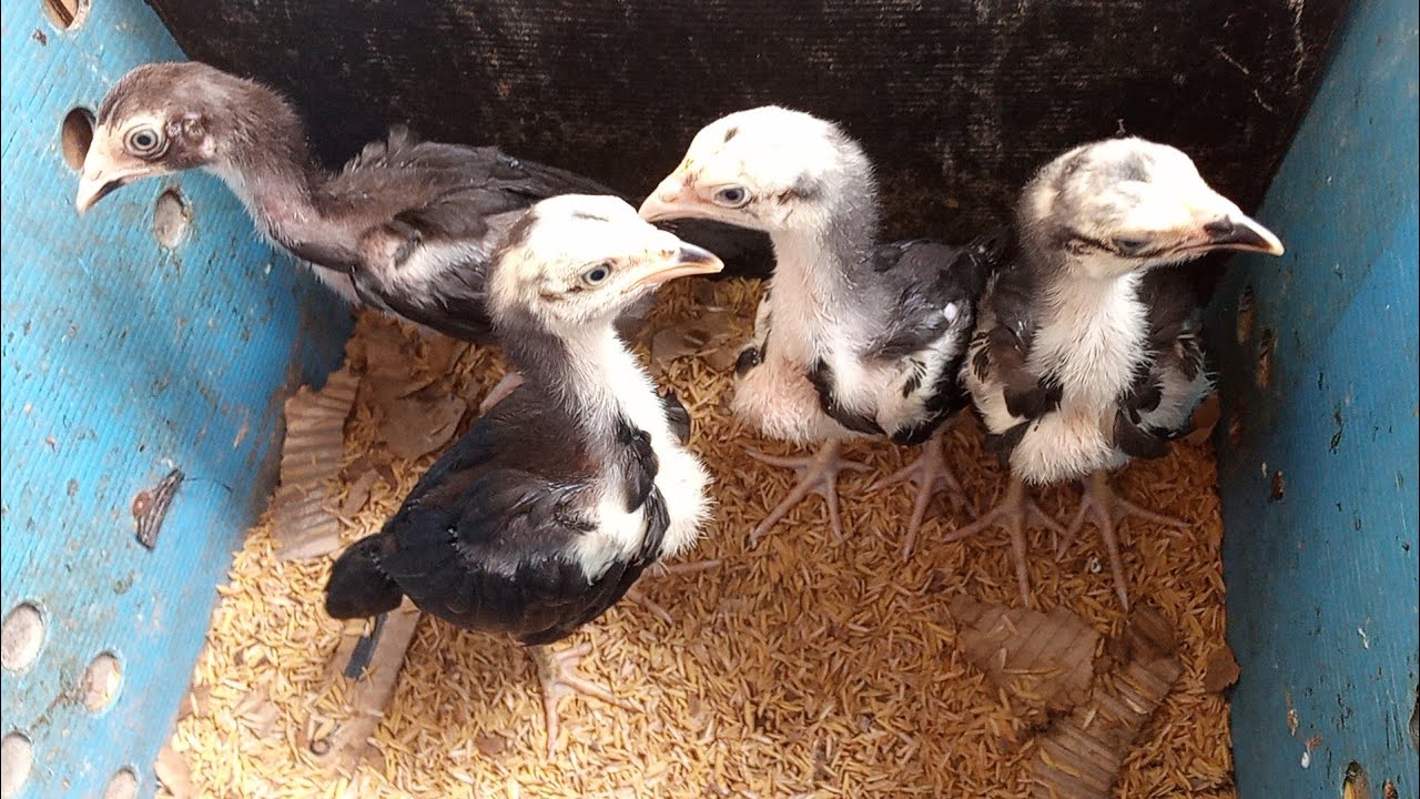 BUMILI AKO NG WARRIOR TYPE ASEEL SHAMO / JOLO #kanyors @NyortureTv