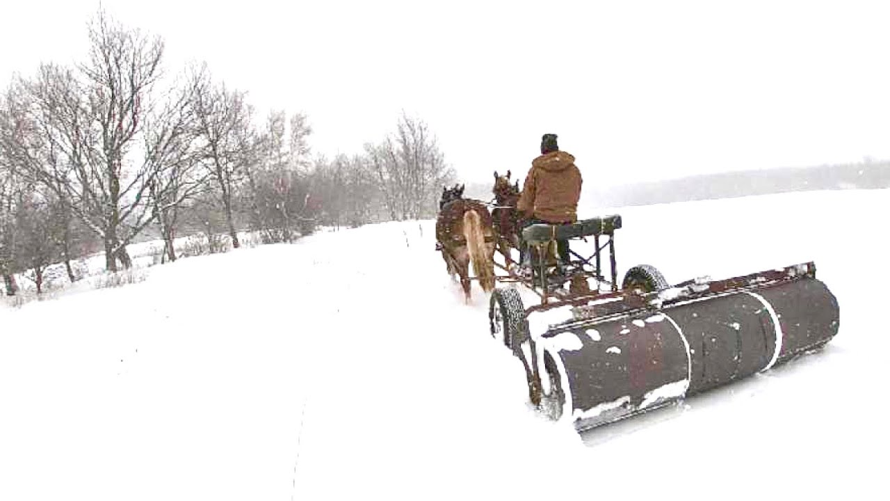 Draft Horses Rolling Sleigh Ride Trail/ Winter Harvesting Of Garden