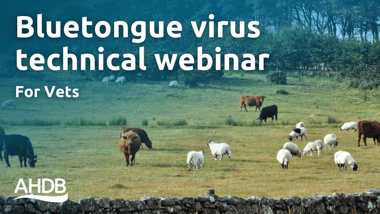 Bluetongue Virus Technical Webinar for Vets | AHDB Webinar