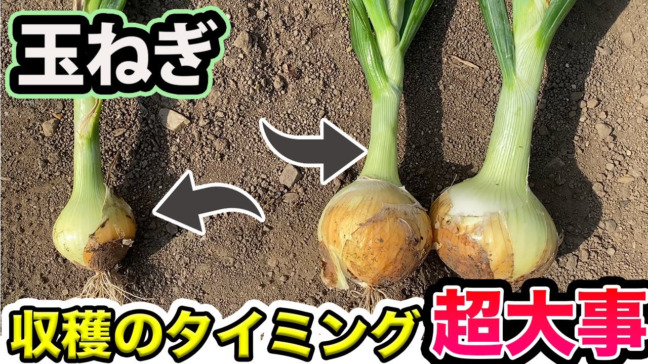【玉ねぎ】収穫タイミングと大きな玉ねぎを育てるにはこれが必要だった