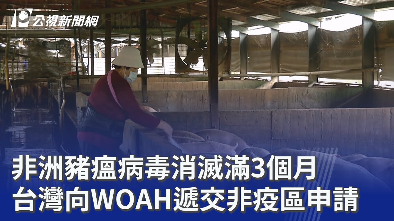 非洲豬瘟病毒消滅滿3個月 台灣向WOAH遞交非疫區申請  ｜20260221 公視晚間新聞