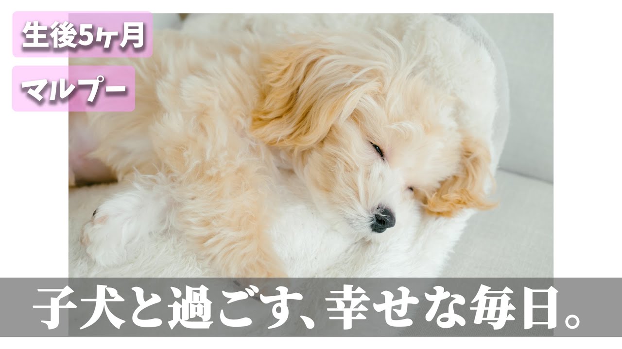 【お迎えから1ヶ月】子犬と過ごす、穏やかで愛おしい日々の記録｜マルプー
