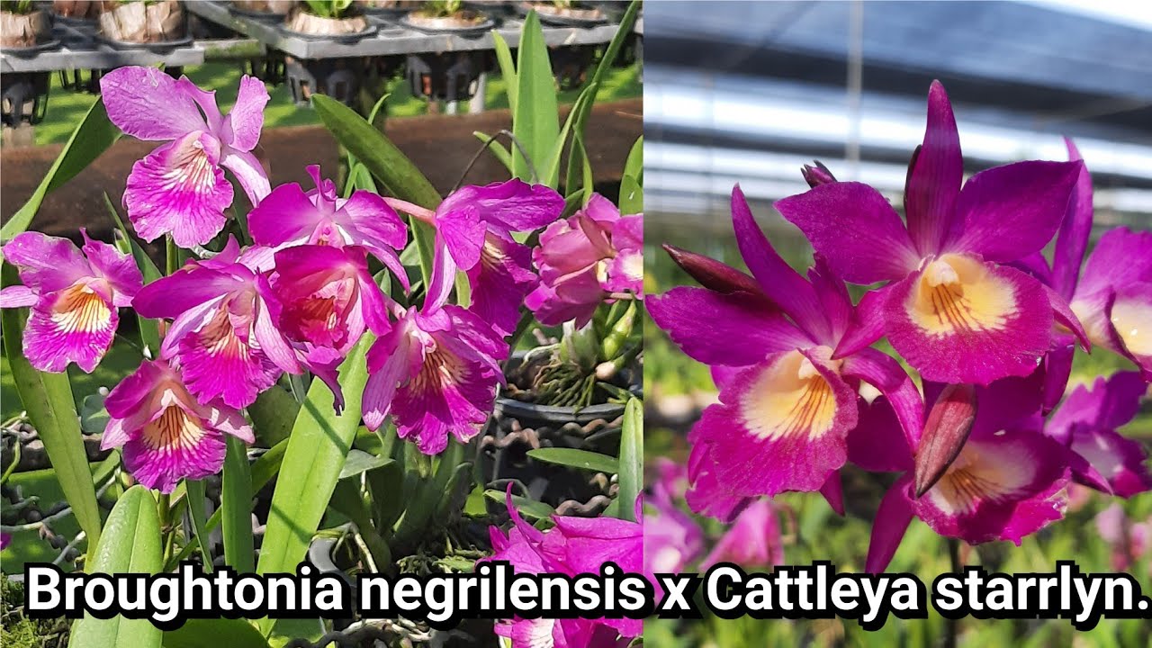 Broughtonia negrilensis x Cattleytonia starlyn. กล้วยไม้ลูกผสมอเมริกา ดอกพริ้ว สีหวาน ออกดอกทั้งปี
