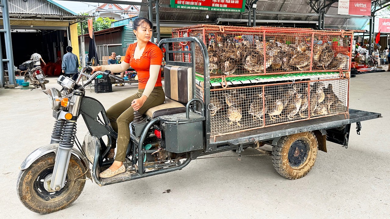 TIMELAPSE: 150 Day Harvesting 150 Quails, Harvesting Many Chickens, Ducks Goes To The Market Sell