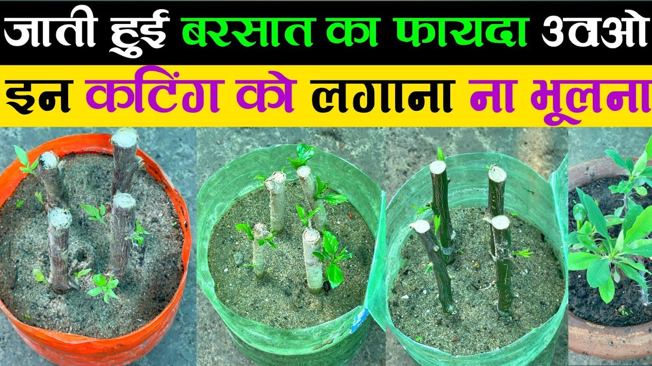 बरसात में ऐसे लगाएं इन 50 पौधों कि कटिंग एक भी फेल नहीं होगा | How To Grow Cuttings Of Plants