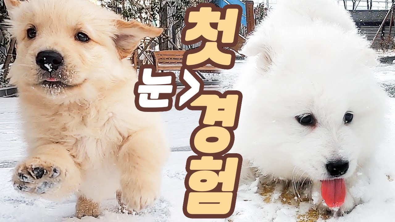 사모예드와 리트리버의 첫(눈)경험