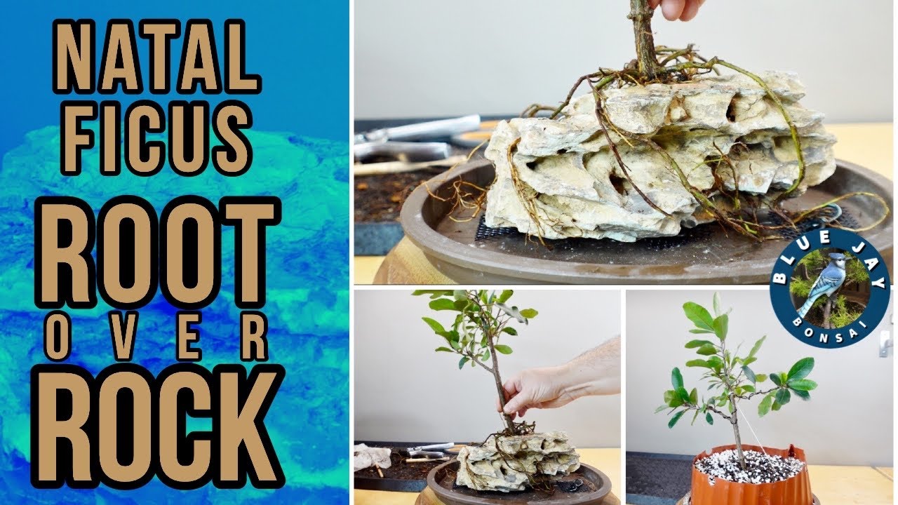 First Root over Rock Bonsai! Natal Ficus from Nigel Saunders, The Bonsai Zone