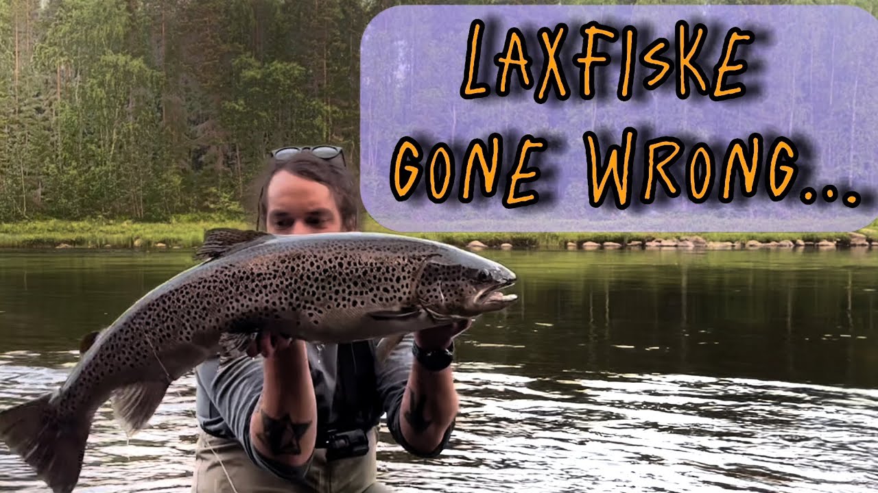 LAXFISKE I NORRBOTTEN: Bestialisk Öring, 6kg+