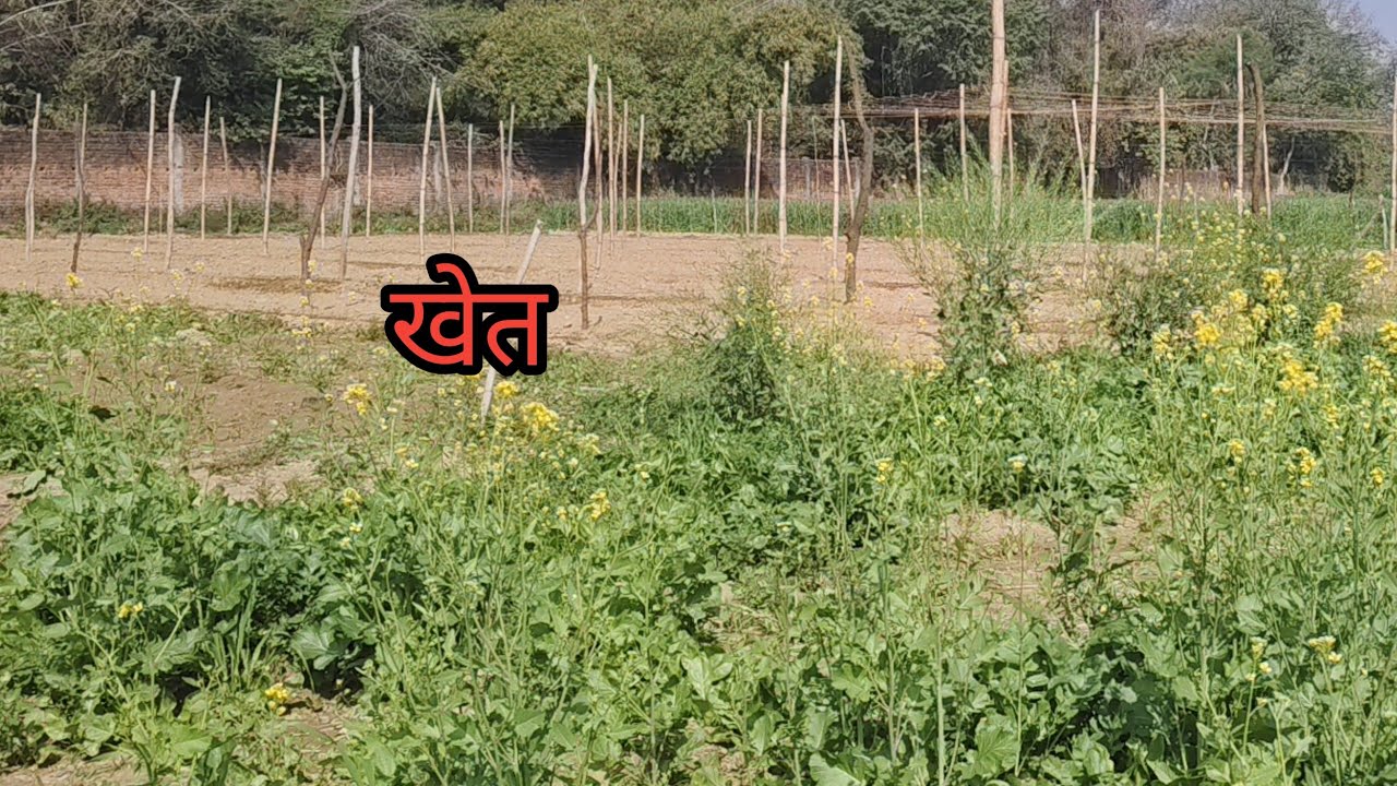 Khet Se Nikaali Gobhi !! खेत में बहुत सारी सब्जी लगी है🌿🌿🌿