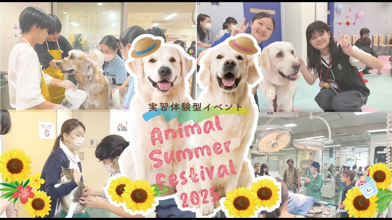 【#愛玩動物看護師】Animal Summer Festival2025 ダイジェスト #動物看護 #グルーミング #ドッグトレーニング
