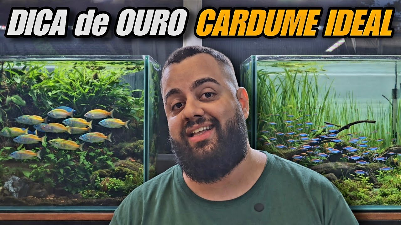 DICA DE OURO DE COMO AQUAPAISAGISTAS SELECIONAM O CARDUME IDEAL PARA OS SEUS AQUÁRIOS