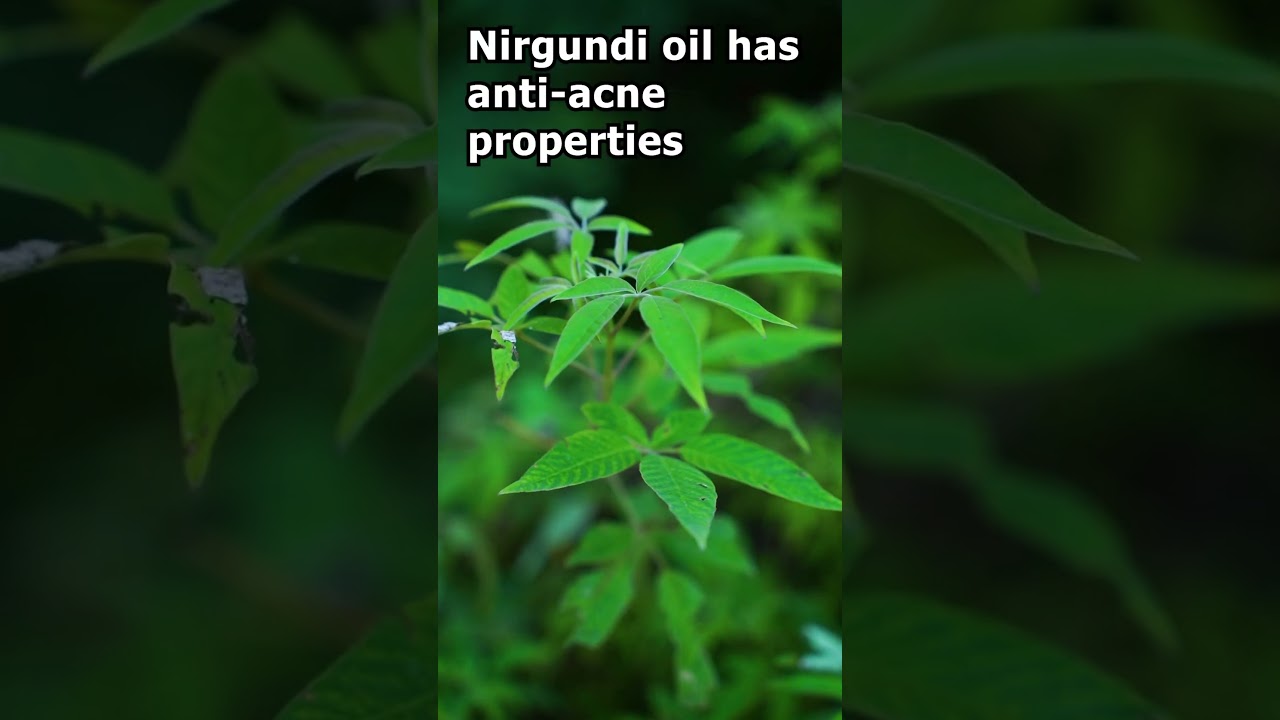 Health Benefits of Nirgundi #ayurveda #plant #ayurvedawellness #gardening