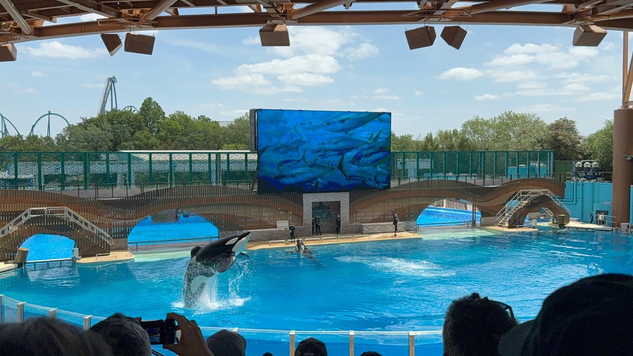 Live at Orca Encounter at Sea World Orlando!