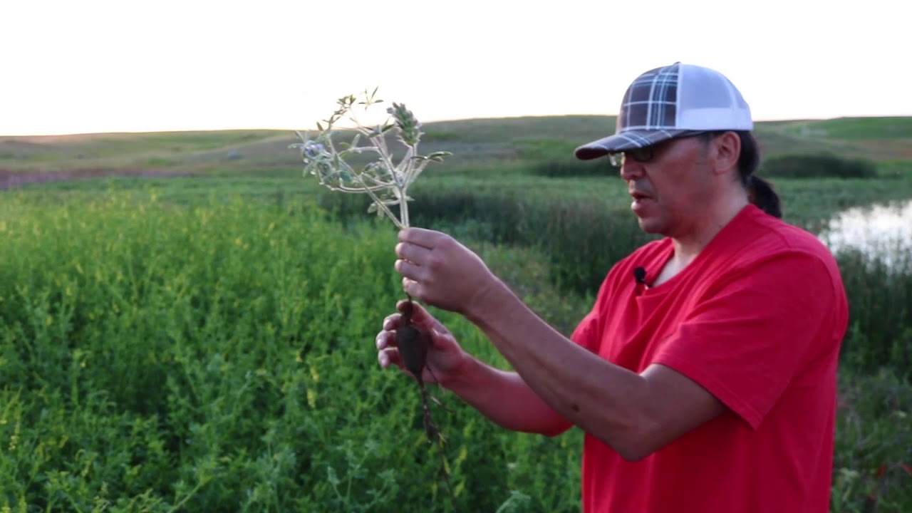Gathering Prairie Turnips with Roger White