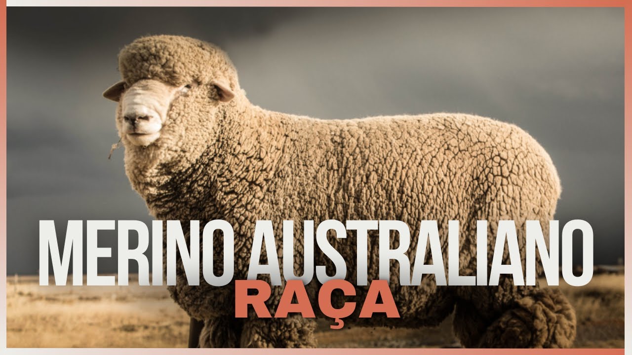Merino Australiano: A Ra&ccedil;a de Ovinos Com a L&atilde; Mais Valiosa do Mundo!