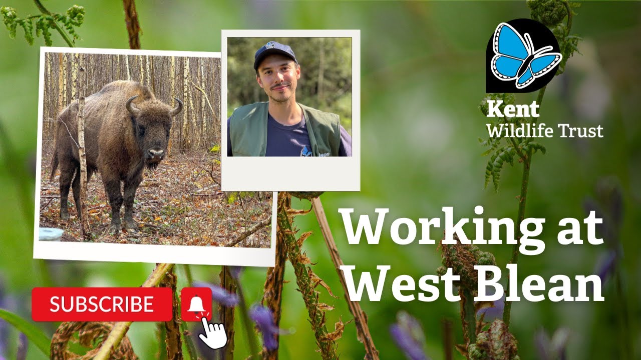Working at West Blean and Thornden Woods