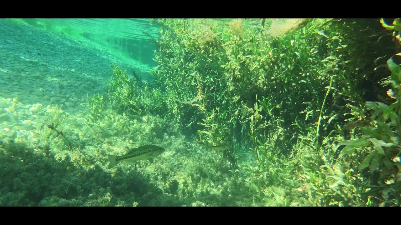 Absolute BEST Snorkeling in Texas - REDUX