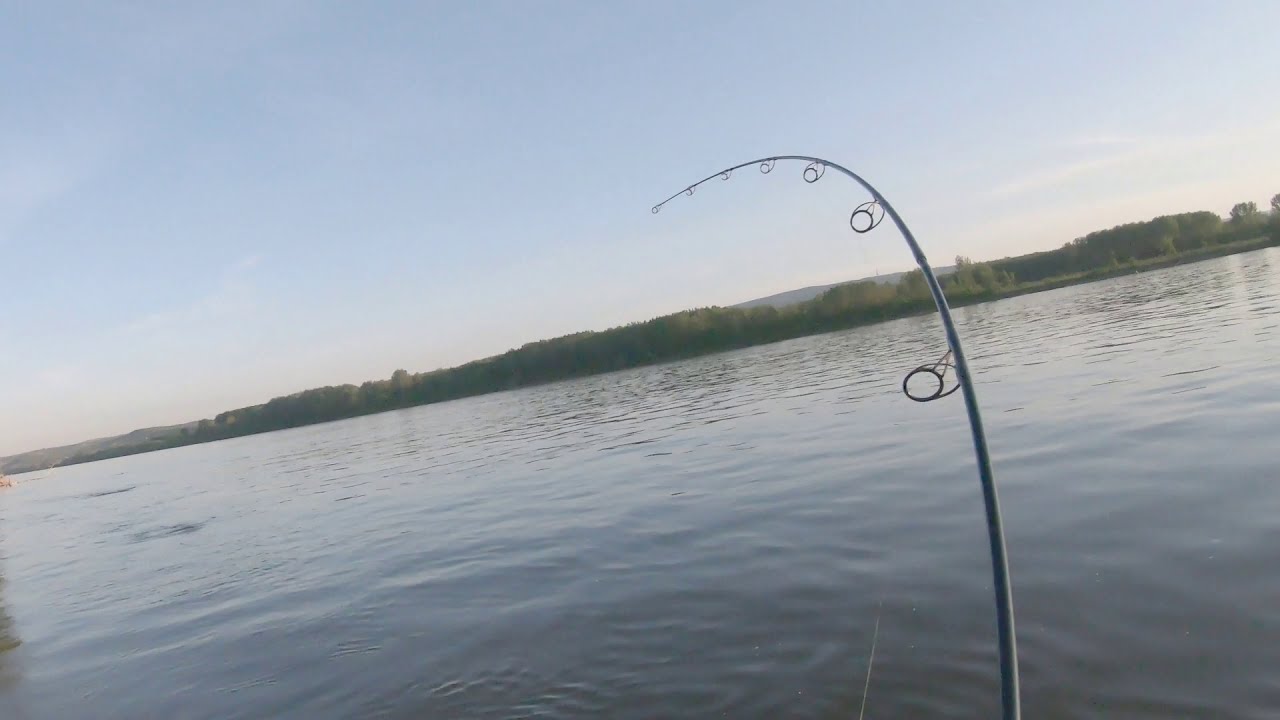 Wild Carp Fishing Danube (Novi Sad)