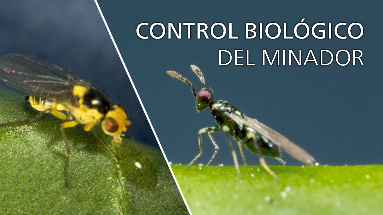 Control biológico del minador - Diglyphus isaea