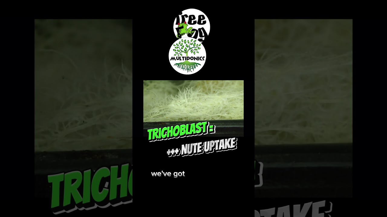 Trichoblast = Root Fuzz #highpressureaeroponics #hpa