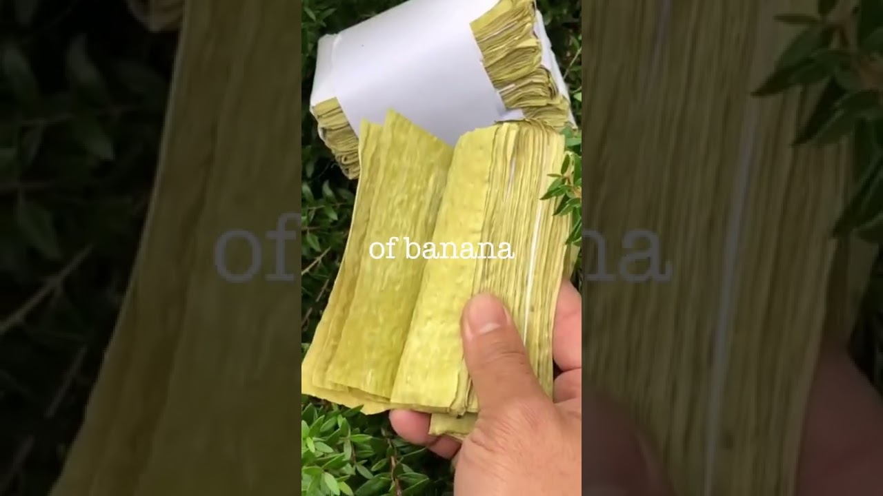 The first cured rolling leaf of banana.  Million Bananas all natural Organic wraps