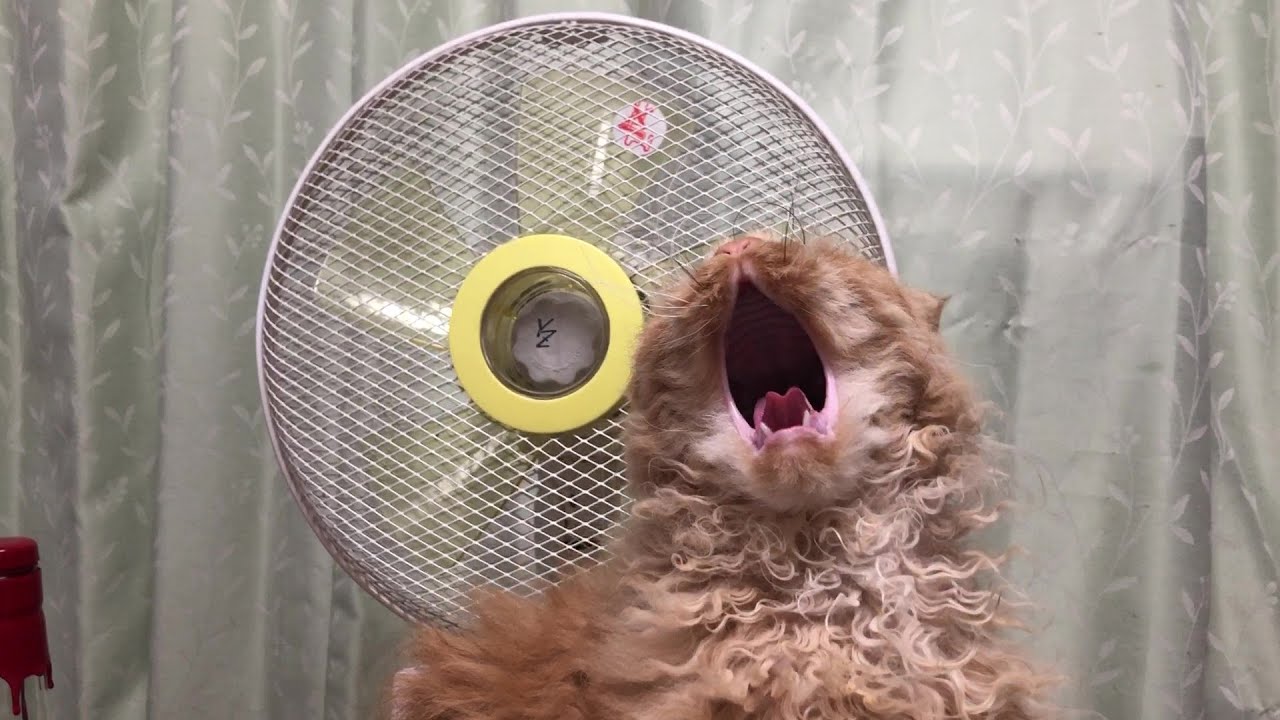 A fan obsessed cat 恋人は「風」❤️❤️😻🧡🩷