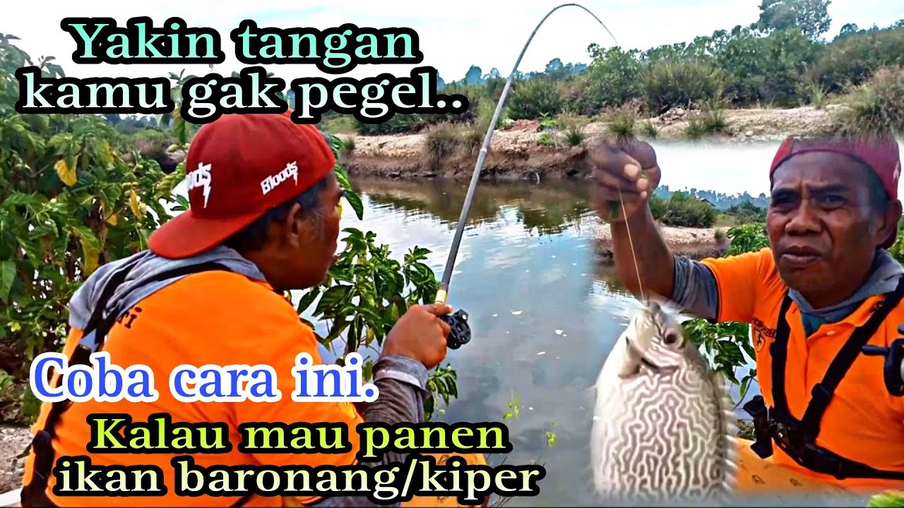Cara mudah mendatangkan‼️ikan baronang//kiper‼️kalau mancing muara//lihat hasil.